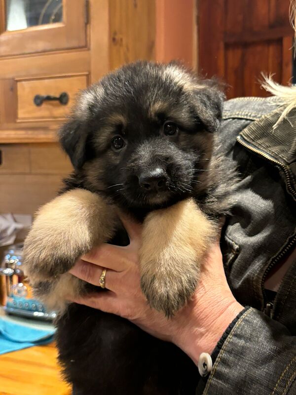 Outstanding pups for sale in Wisbech, Cambridgeshire - Image 10