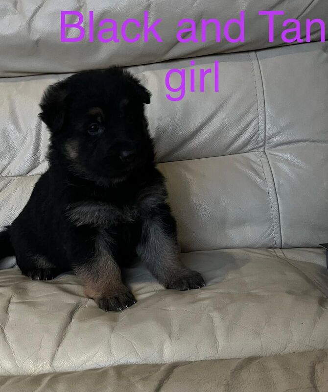 Outstanding pure German Shepard pups for sale in Maidstone, Kent