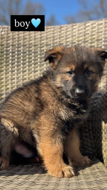 Outstanding pure German Shepard pups for sale in Maidstone, Kent