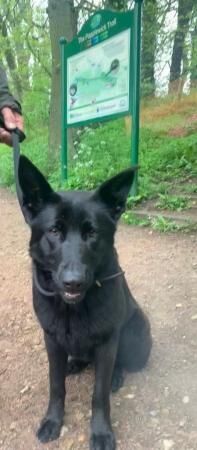 PART TRAINED, BLACK GERMAN SHEPHERD BITCH for sale in Linby, Nottinghamshire - Image 1