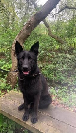 PART TRAINED, BLACK GERMAN SHEPHERD BITCH for sale in Linby, Nottinghamshire - Image 2