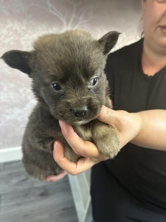 Pedigree French bull dog x German shepherd for sale in Chesterfield, Derbyshire