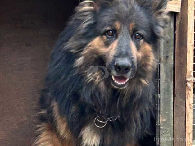 Pedigree German Shepard bitch for sale in Middlesbrough, North Yorkshire - Image 1