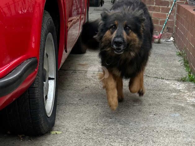 Pedigree German Shepard bitch for sale in Middlesbrough, North Yorkshire - Image 2