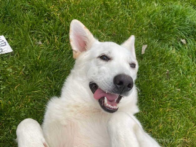 Pedigree German Shepherd one year old pure white puppy for sale in Arbroath, Angus