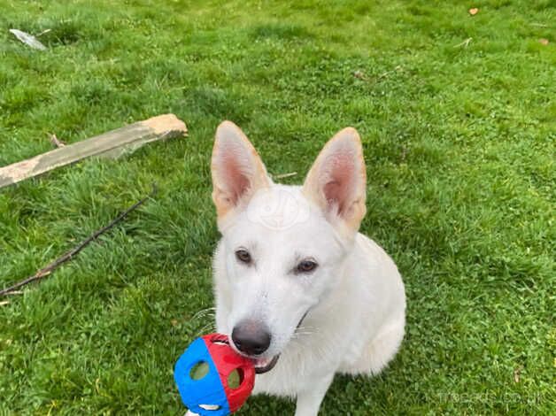 German Shepherd Puppies for sale in Angus