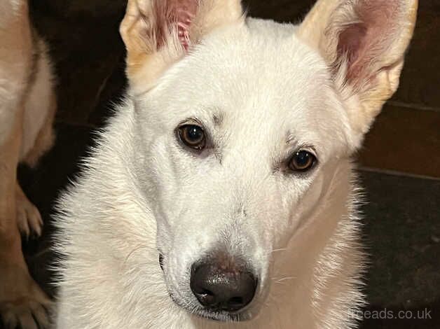 German Shepherd Puppies for sale