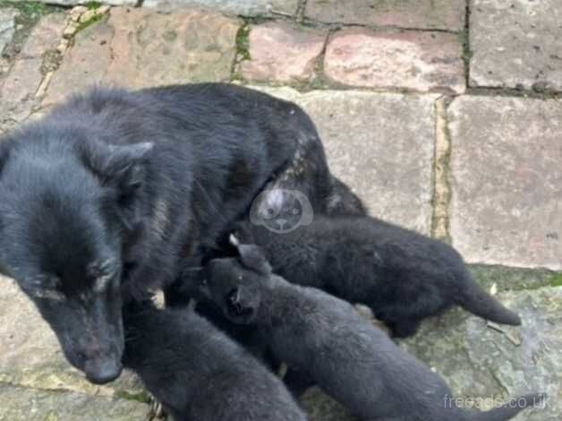 Pedigree German shepherd puppies for sale in Wigton, Cumbria