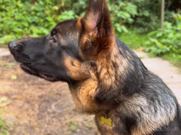 Polish bloodline Gsd of registered for sale in Nelson, Lancashire