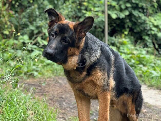 Polish bloodline Gsd of registered for sale in Nelson, Lancashire - Image 3