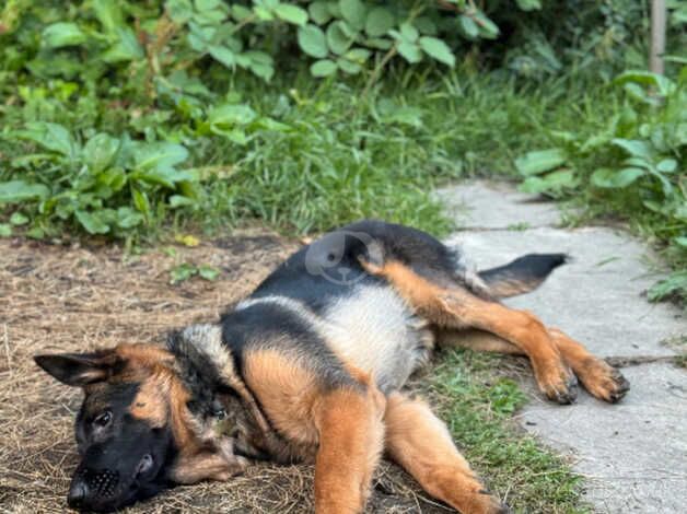 Polish bloodline Gsd of registered for sale in Nelson, Lancashire - Image 4