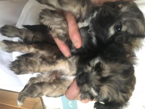Poodle x Chihuahua Puppies for sale in Cheadle, Greater Manchester - Image 1