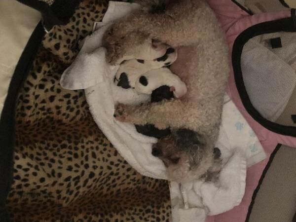 Poodle x Chihuahua Puppies for sale in Cheadle, Greater Manchester - Image 2