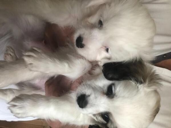 Poodle x Chihuahua Puppies for sale in Cheadle, Greater Manchester - Image 3