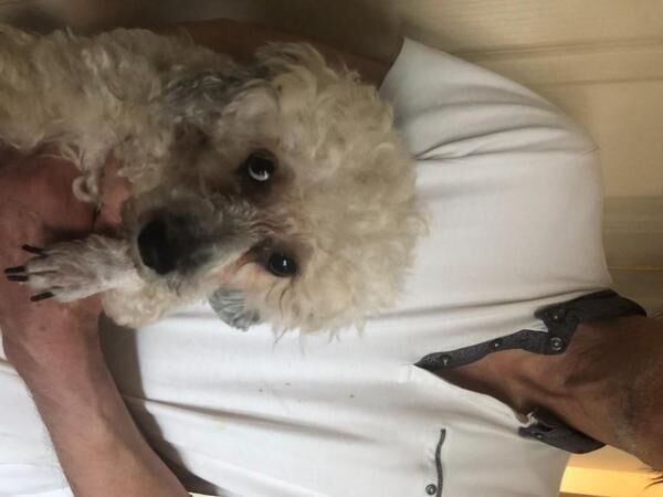 Poodle x Chihuahua Puppies for sale in Cheadle, Greater Manchester - Image 4