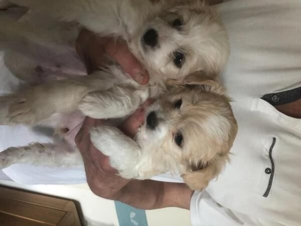 Poodle x Chihuahua Puppies for sale in Cheadle, Greater Manchester - Image 5