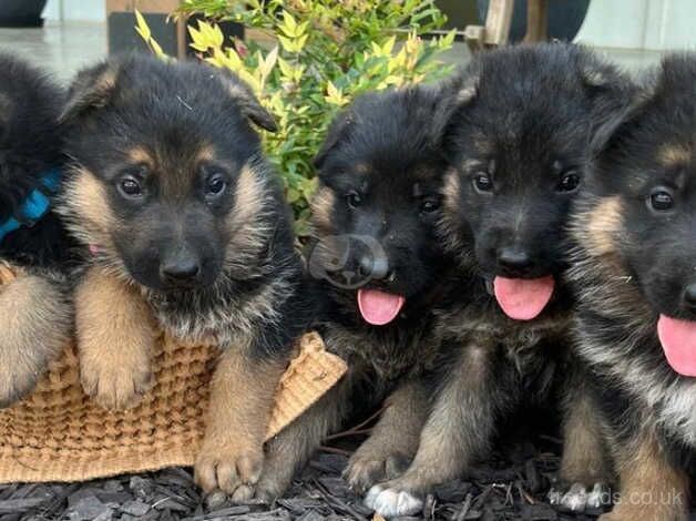 Pretty, healthy, perfect German Shepherd puppies for sale in Selby, North Yorkshire