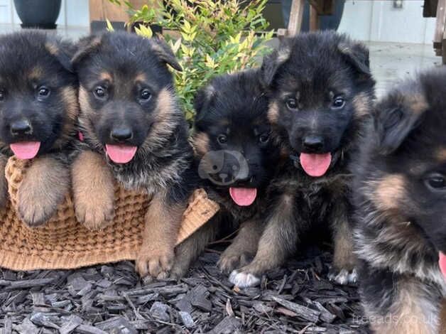 Pretty, healthy, perfect German Shepherd puppies for sale in Selby, North Yorkshire - Image 2