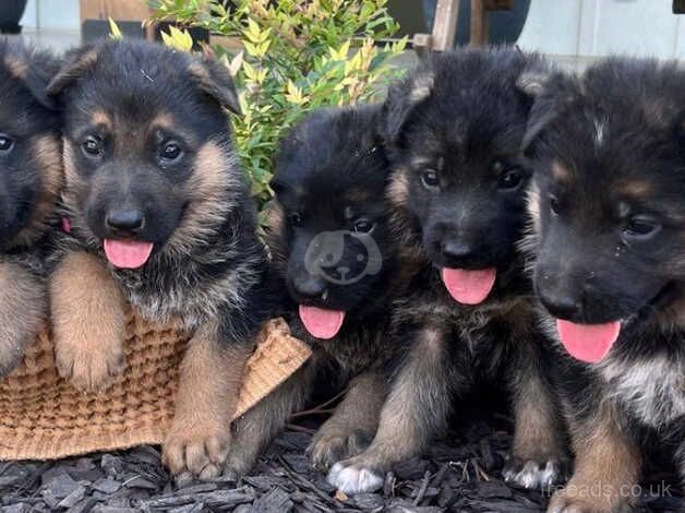 Pretty, healthy, perfect German Shepherd puppies for sale in Selby, North Yorkshire - Image 3