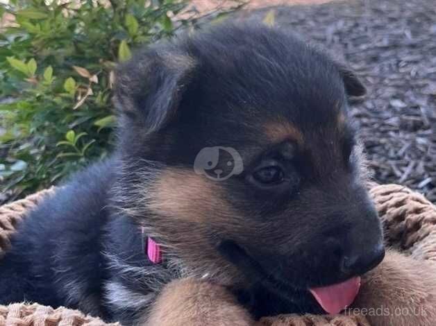 Pretty, healthy, perfect German Shepherd puppies for sale in Selby, North Yorkshire - Image 4