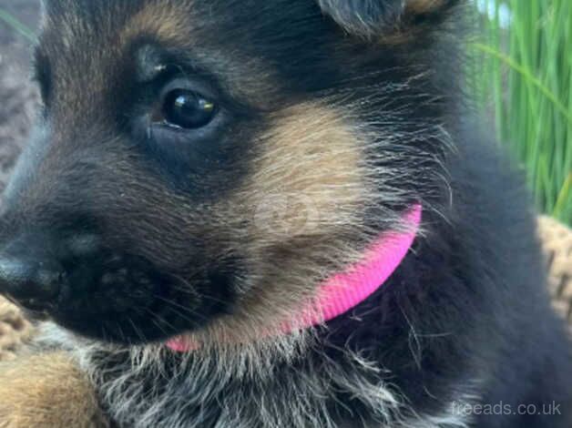 Pretty, healthy, perfect German Shepherd puppies for sale in Selby, North Yorkshire - Image 5