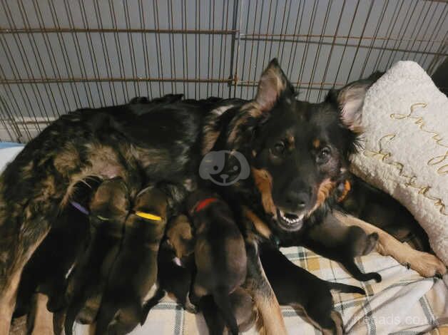 Puppies German Shepherd Cross for sale in Carrickfergus, Carrickfergus