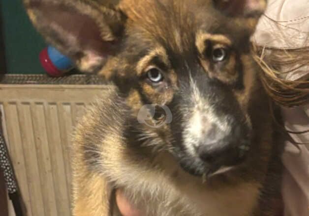 German Shepherd Puppies for sale