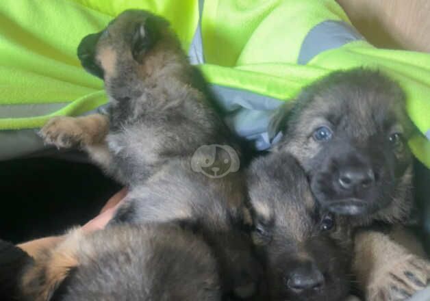 German Shepherds for sale in Luton, Bedfordshire