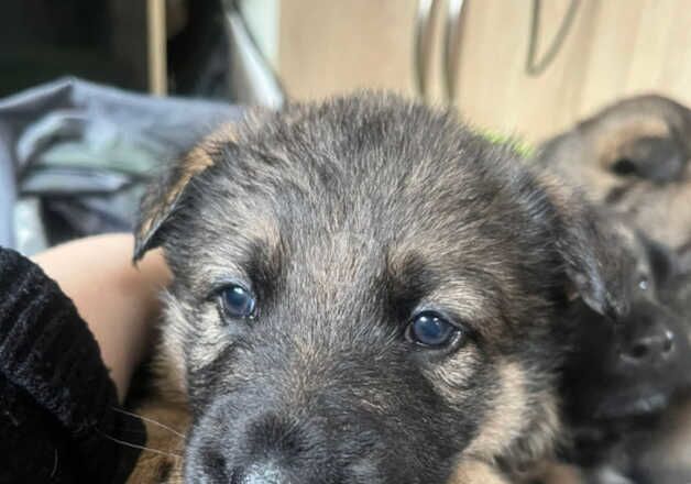 German Shepherd Puppies for sale in Bedfordshire