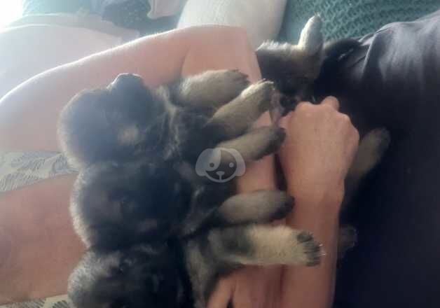 German Shepherd Puppies for sale