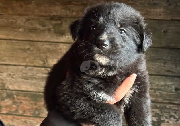 Puppies for sale in Manchester, Greater Manchester - Image 3