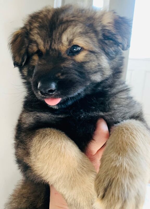 Puppy German shepherd for sale in Salisbury, Wiltshire - Image 1