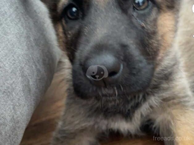 Puppy German shepherd for sale in Cowbridge, Somerset