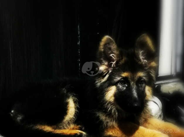 Puppy german shepherd for sale in Derby, Derbyshire