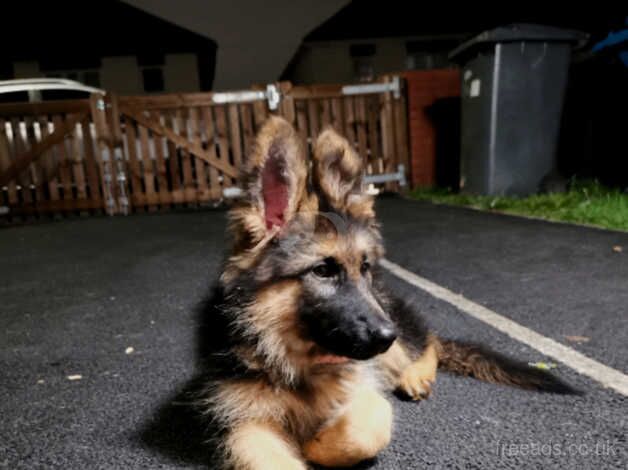 Puppy german shepherd for sale in Derby, Derbyshire - Image 2