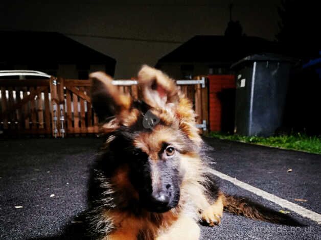 Puppy german shepherd for sale in Derby, Derbyshire - Image 3