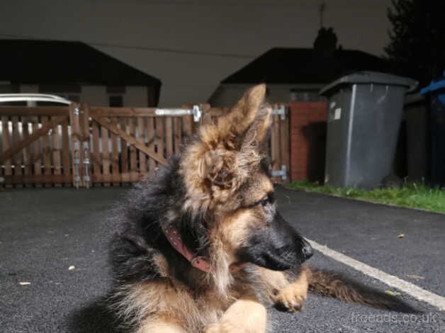 Puppy german shepherd for sale in Derby, Derbyshire - Image 4