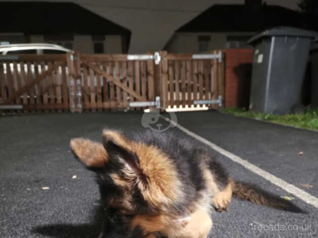 Puppy german shepherd for sale in Derby, Derbyshire - Image 5