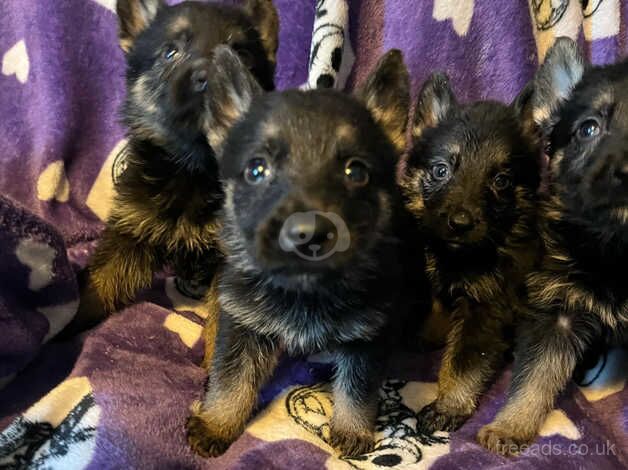 Puppys for sale in Chesterfield, Derbyshire - Image 1