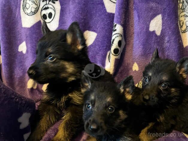 Puppys for sale in Chesterfield, Derbyshire - Image 2