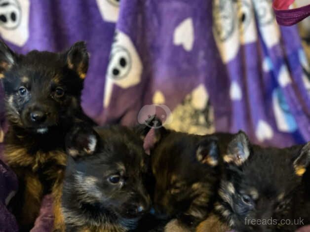 Puppys for sale in Chesterfield, Derbyshire - Image 3