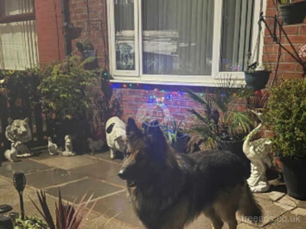 German Shepherds for sale in Manchester, Greater Manchester