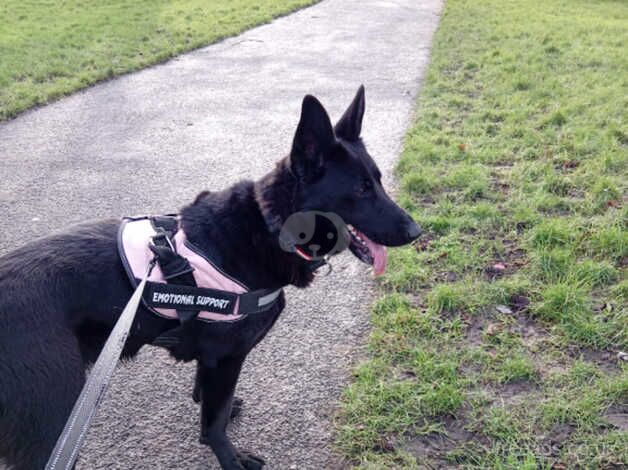 German Shepherd Puppies for sale in Greater Manchester