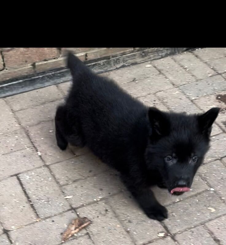 Pure Black German Shepherd for sale in Stoke-on-Trent, Staffordshire - Image 2