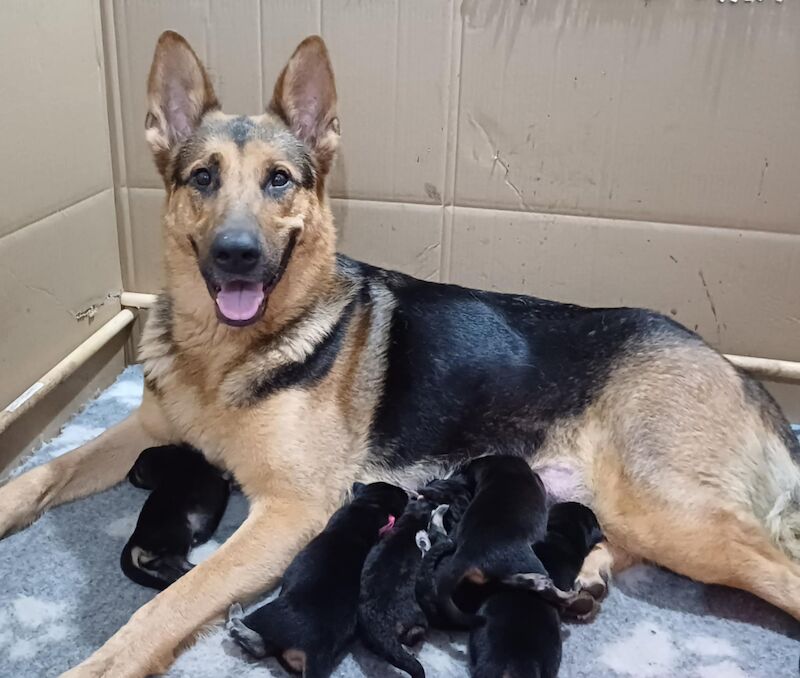 Pure Bred German Shepherd Puppies for sale in Morecambe, Lancashire