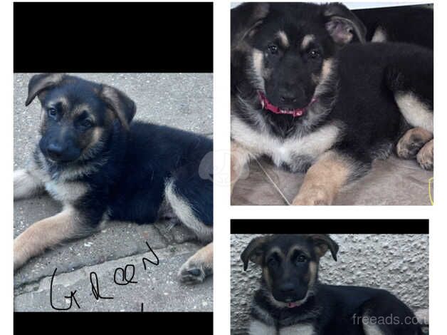 Pure bred german shepherd pups for sale in Llangefni, Isle of Anglesey