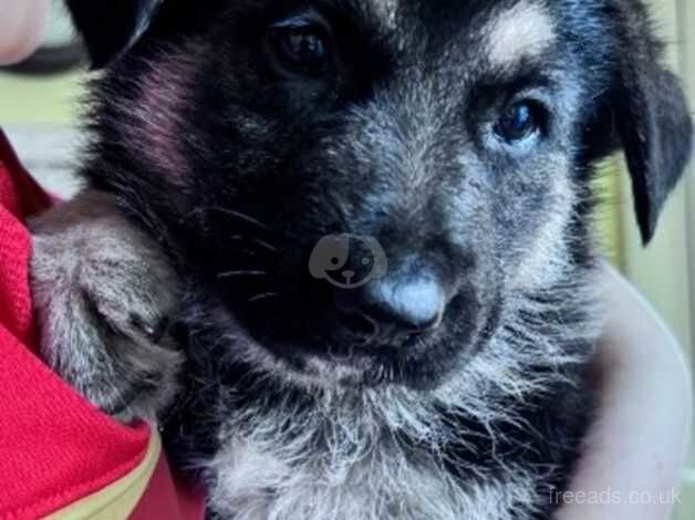 Pure bred german shepherd pups for sale in Llangefni, Isle of Anglesey - Image 2