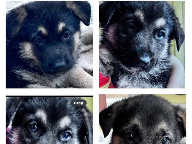 Pure bred german shepherd pups for sale in Llangefni, Isle of Anglesey - Image 5