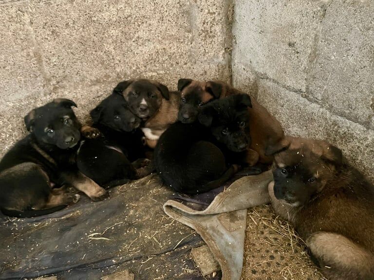 pure bred Mali puppies for sale in Bargod / Bargoed, Gwent