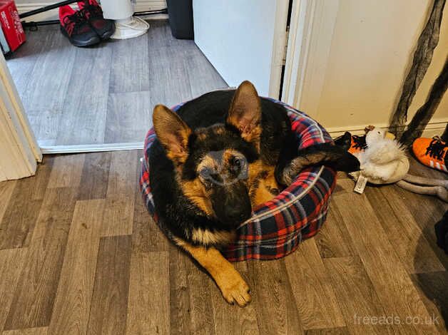 German Shepherd Puppies for sale in Derry